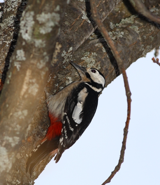 Great Spotted Woodpecker