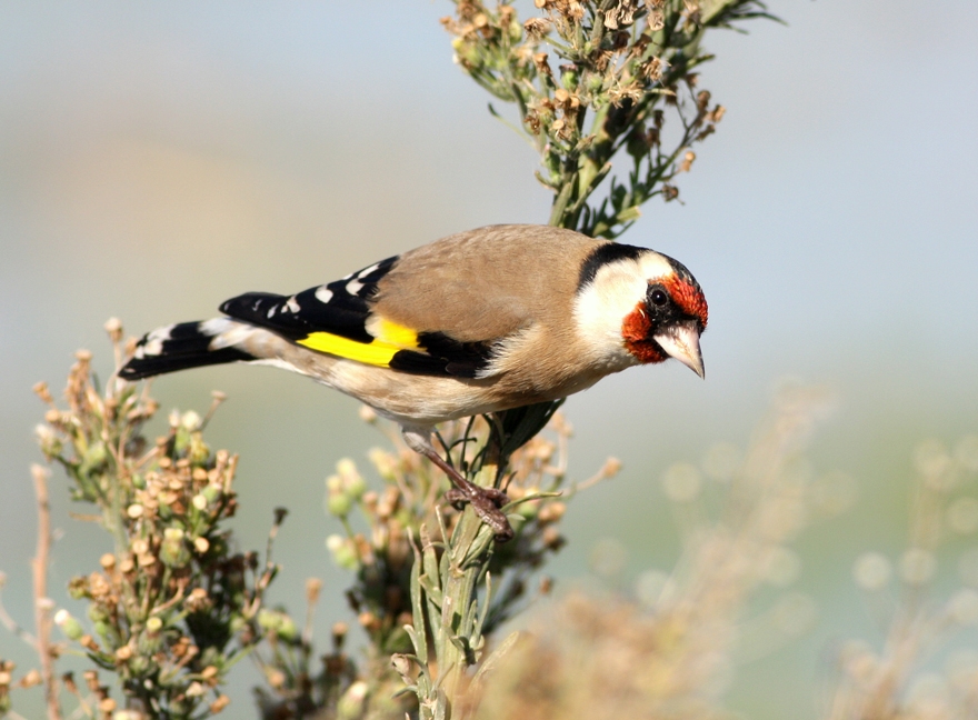 European Goldfinch