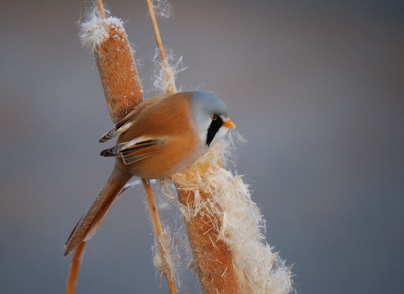 Bearded Reedling