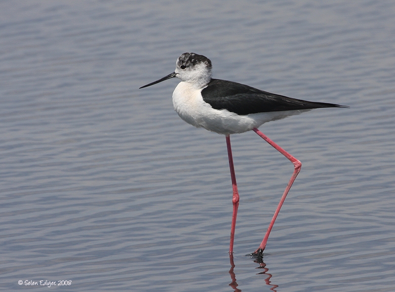Black-winged Stilt