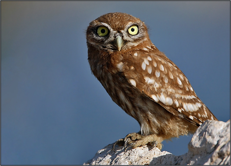Little Owl
