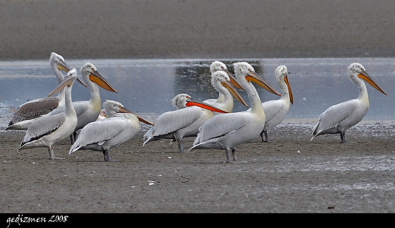 Dalmatian Pelican