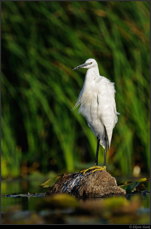 Little Egret
