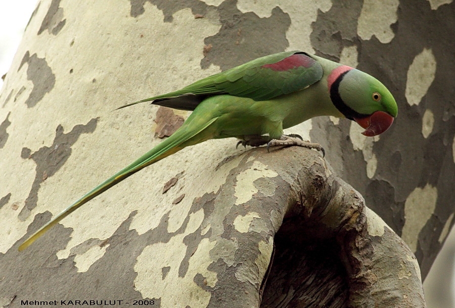 Alexandrine Parakeet