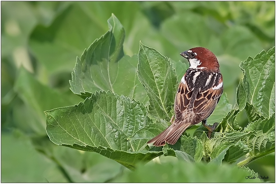 Spanish Sparrow