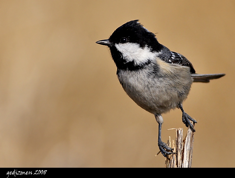 Coal Tit