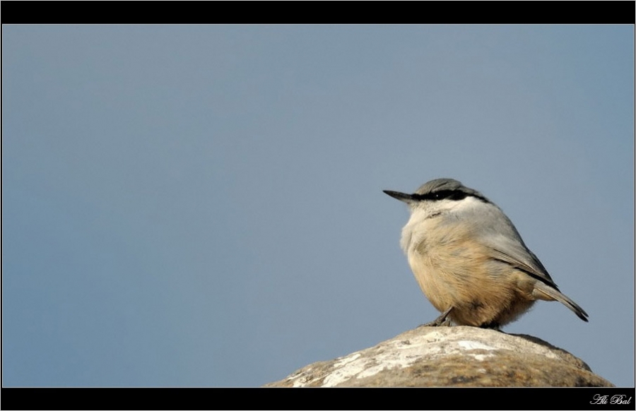 Western Rock Nuthatch