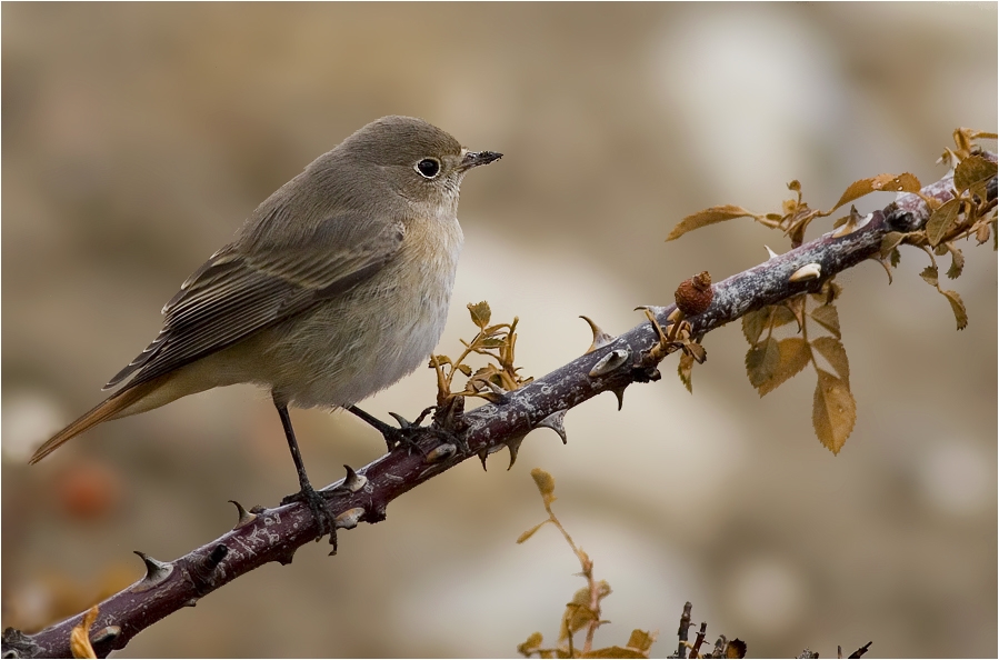 Common Redstart