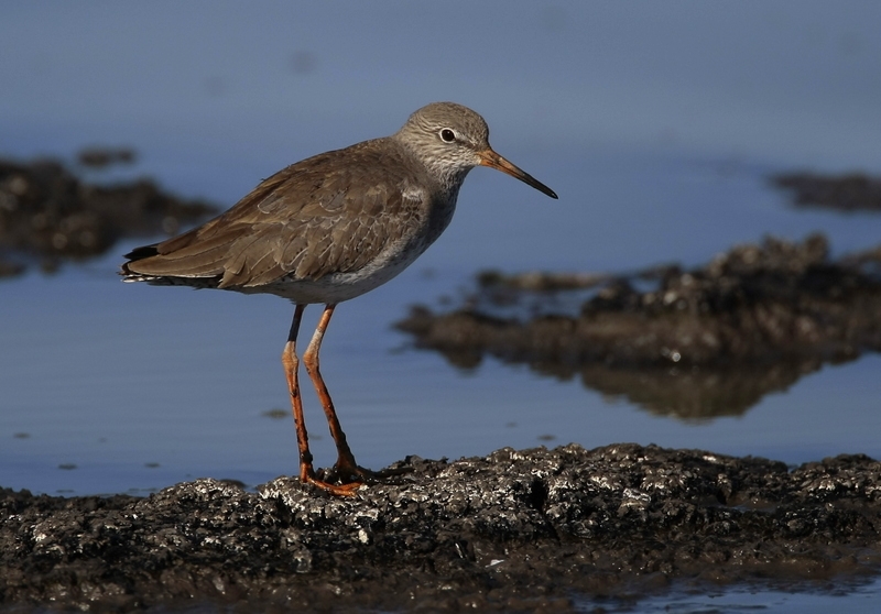 Common Redshank