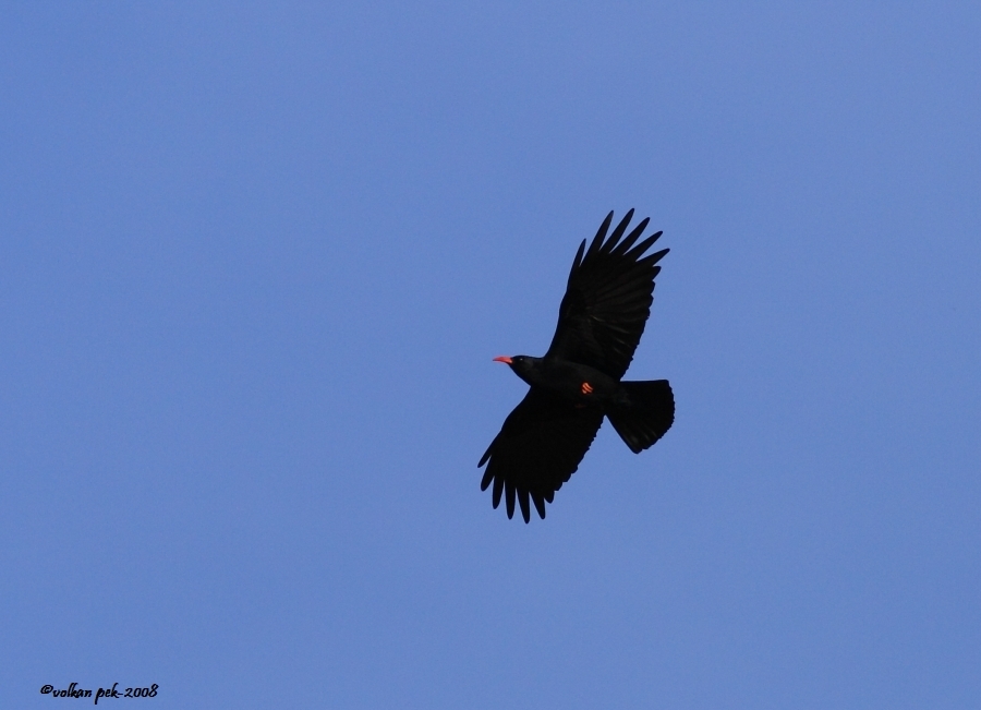 Red-billed Chough