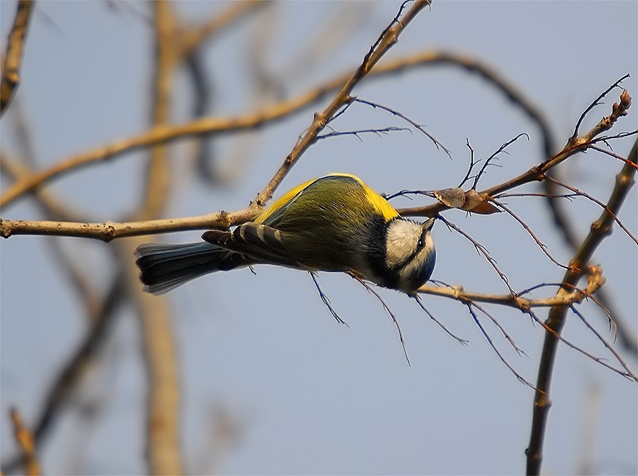 Eurasian Blue Tit