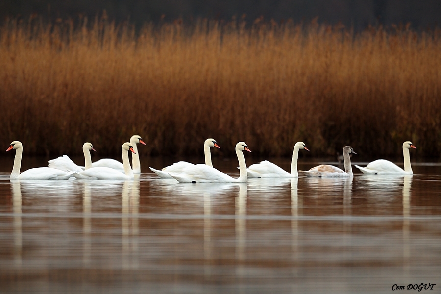Mute Swan