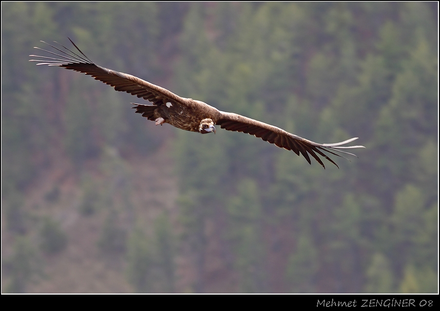 Cinereous Vulture