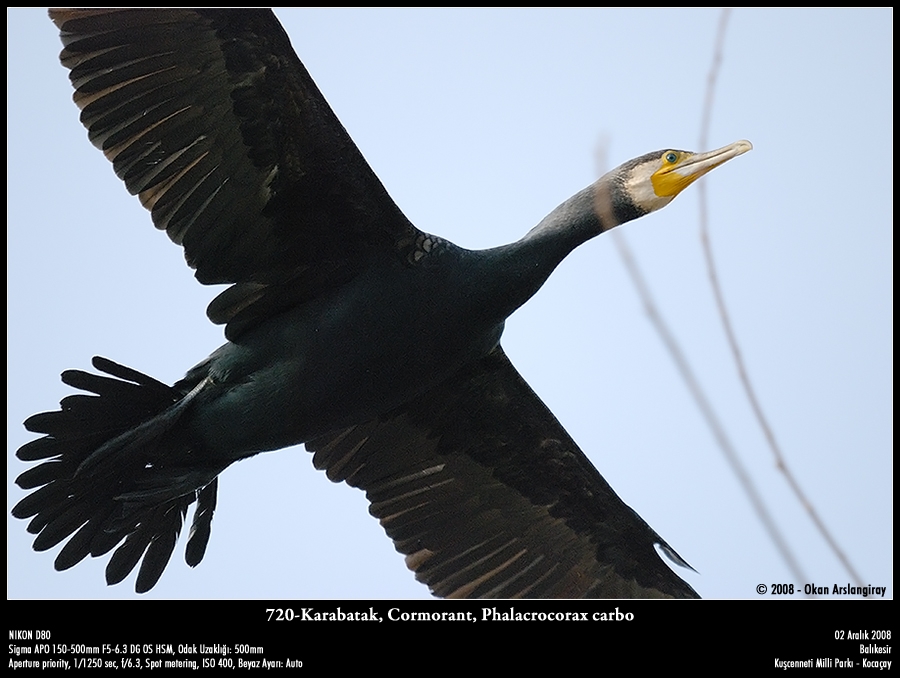 Great Cormorant