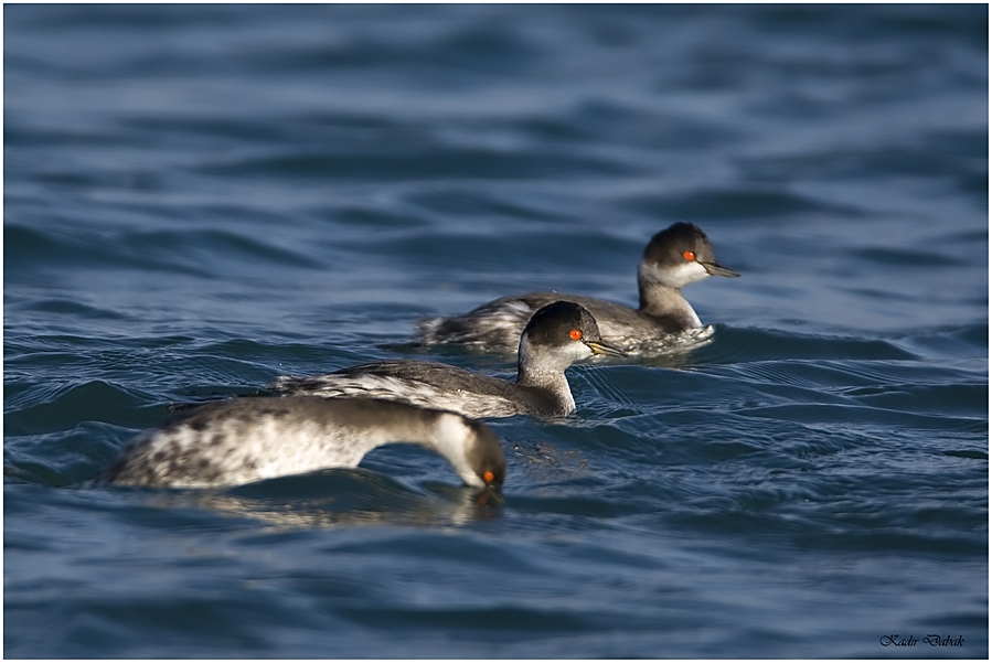 Black-necked Grebe