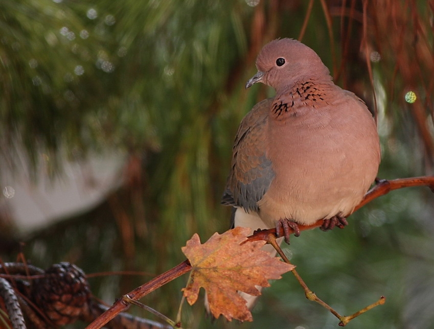 Laughing Dove