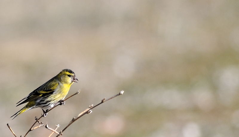 Eurasian Siskin