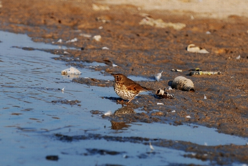 Song Thrush