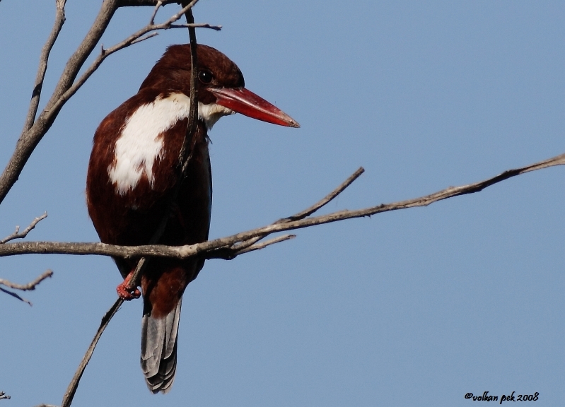 White-throated Kingfisher