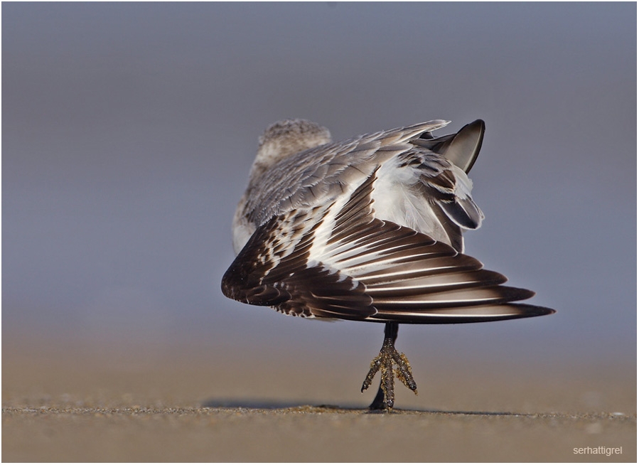 Sanderling
