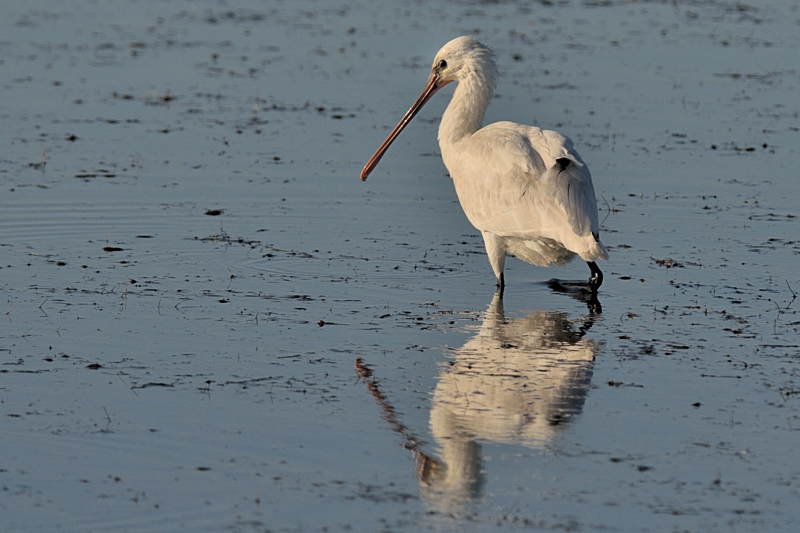 Eurasian Spoonbill