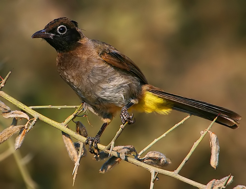 White-spectacled Bulbul