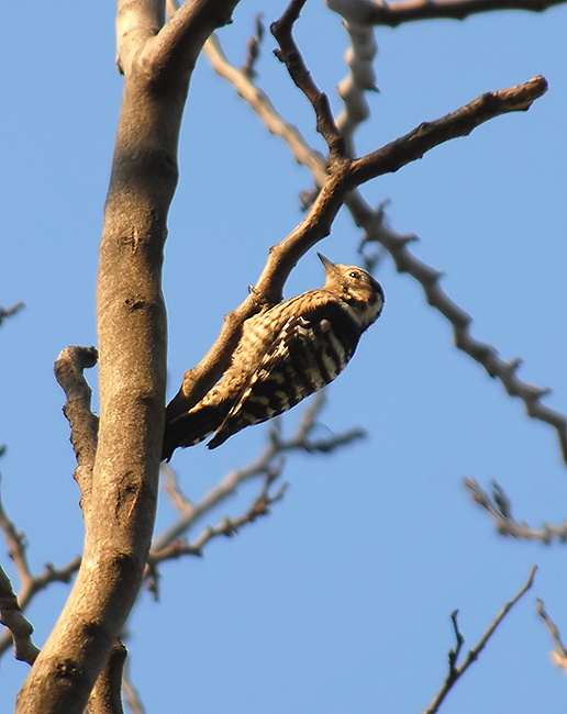 Lesser Spotted Woodpecker