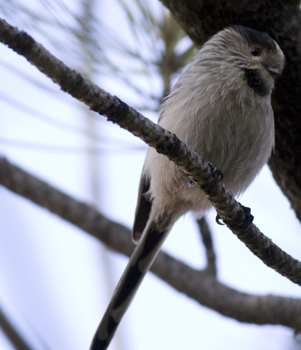 Long-tailed Tit