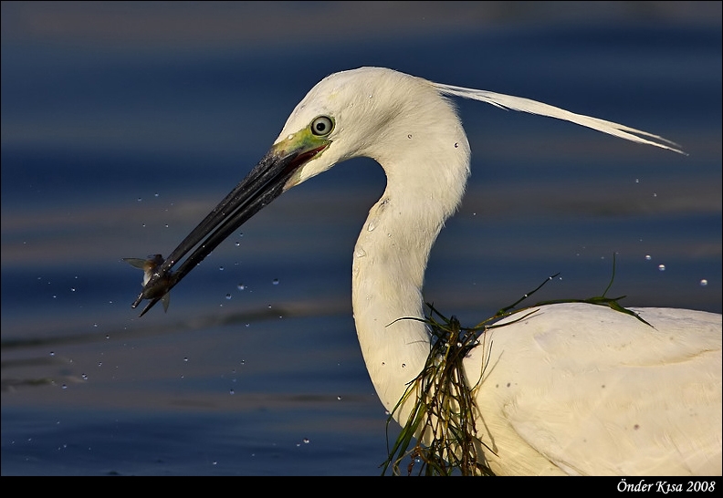Little Egret