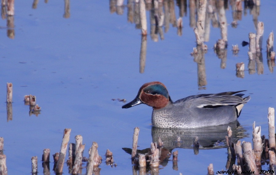 Eurasian Teal