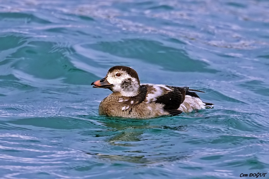 Long-tailed Duck
