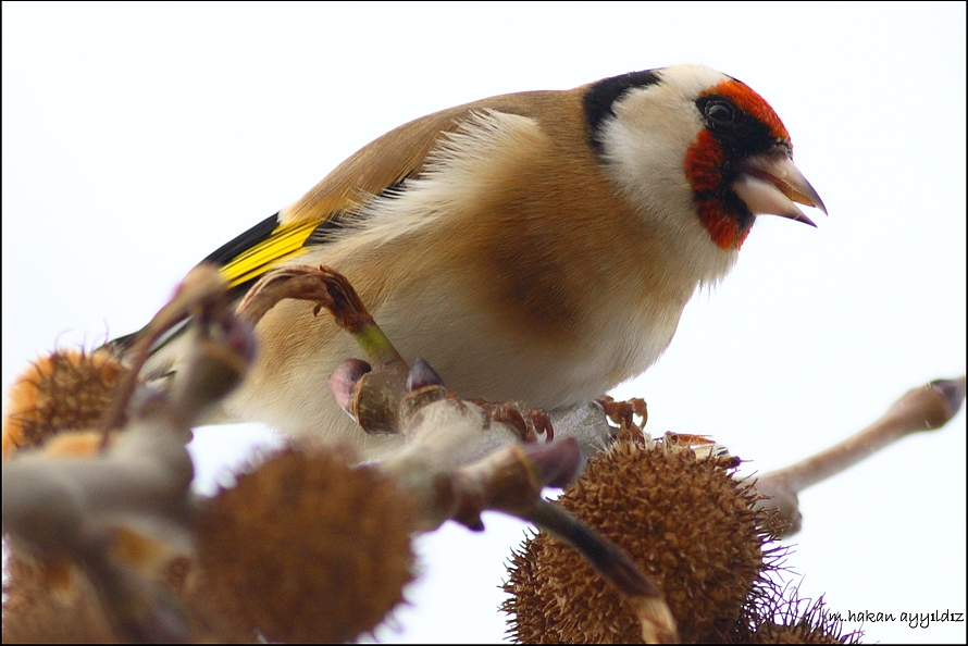 European Goldfinch