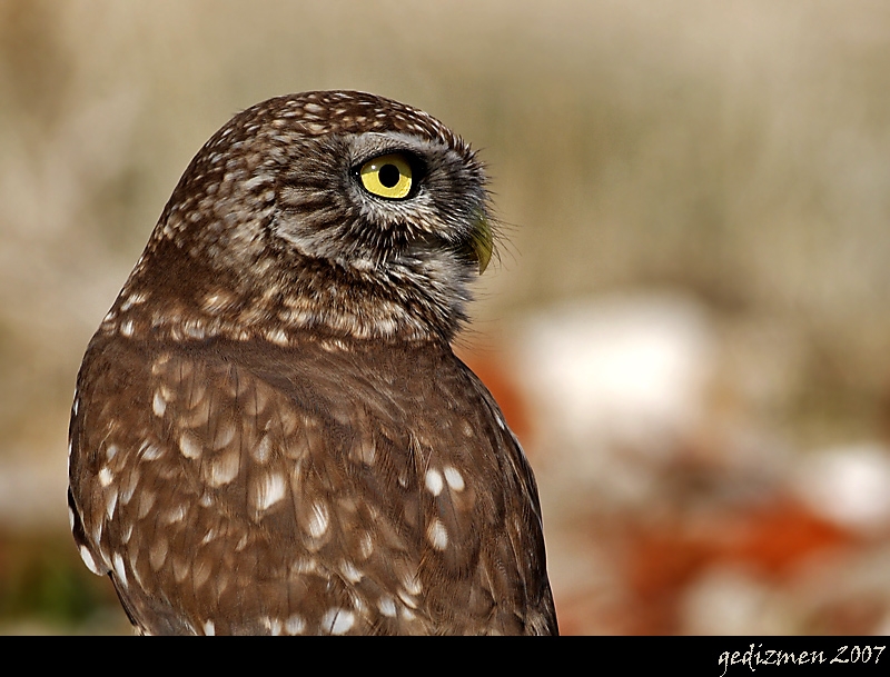 Little Owl