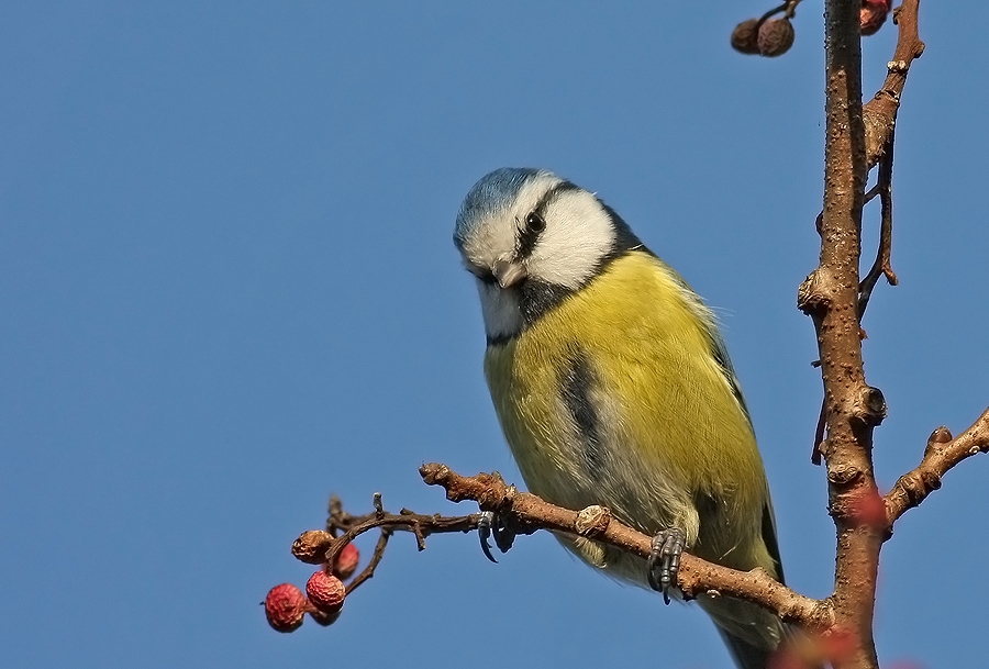 Eurasian Blue Tit
