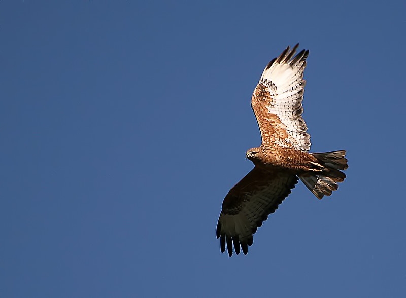 Common Buzzard