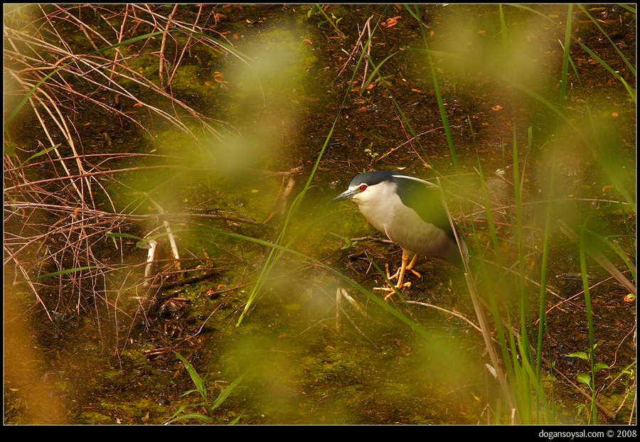Black-crowned Night Heron