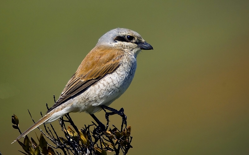 Red-backed Shrike