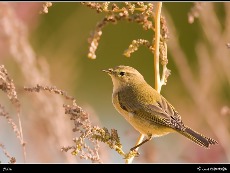 Common Chiffchaff