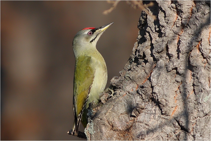 Grey-headed Woodpecker