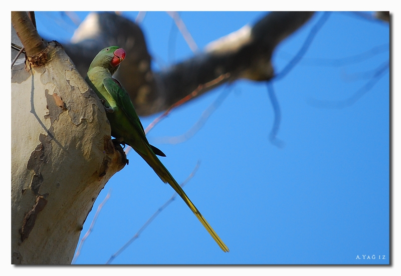 Alexandrine Parakeet