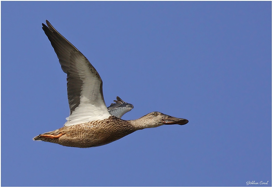 Northern Shoveler