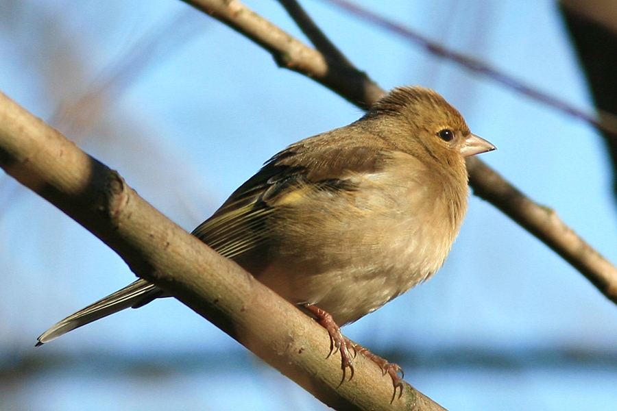 Eurasian Chaffinch