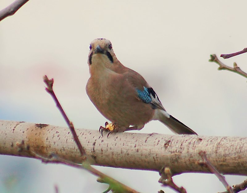 Eurasian Jay