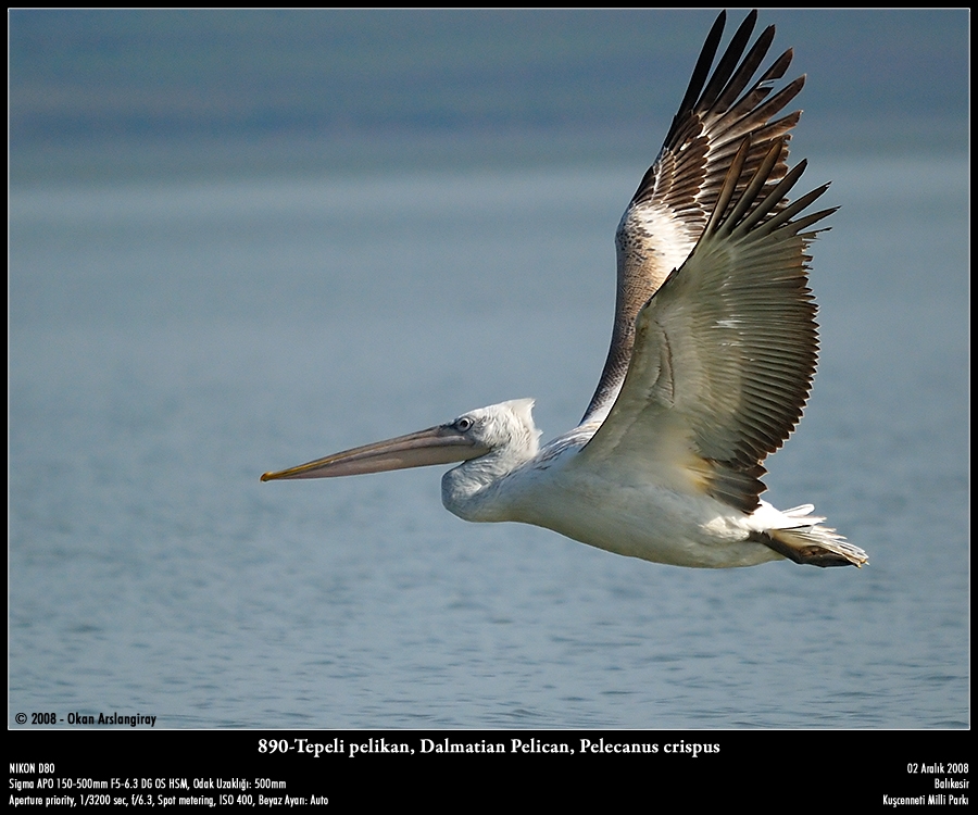 Dalmatian Pelican