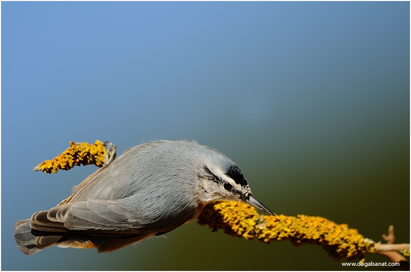 Krüper`s Nuthatch