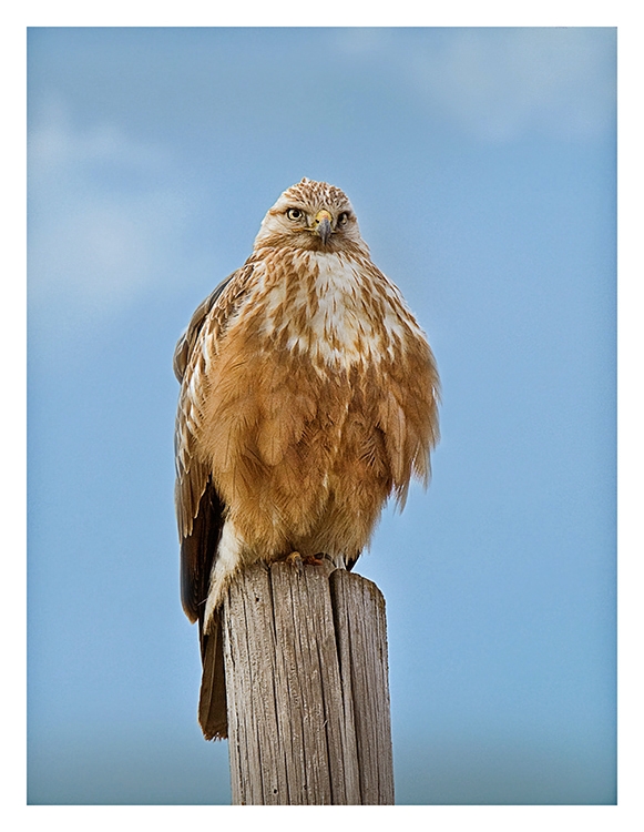 Long-legged Buzzard