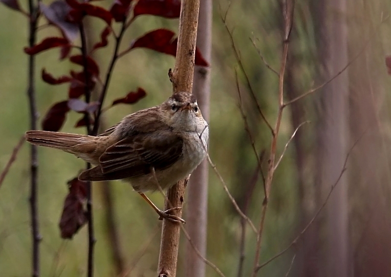 Sedge Warbler