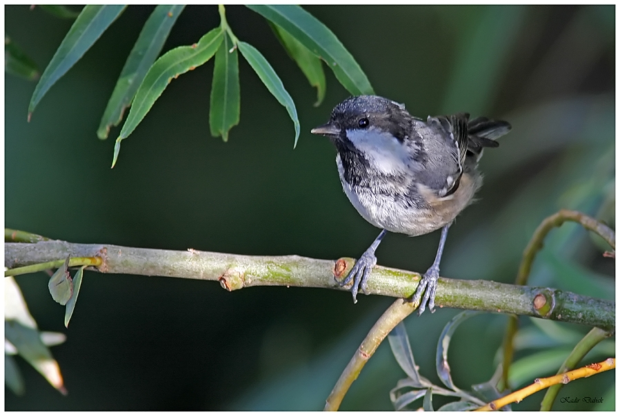 Coal Tit