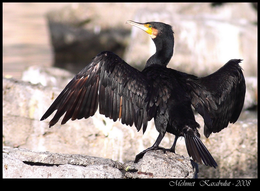 Great Cormorant