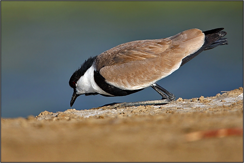Spur-winged Lapwing